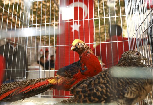 بالصور.. واصبح للدجاج ملكة جمال!